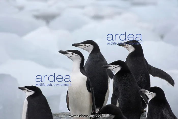 : Chinstrap Penguins (Pygoscelis antarcticus) : Chinstrap Penguins (Pygoscelis antarcticus)