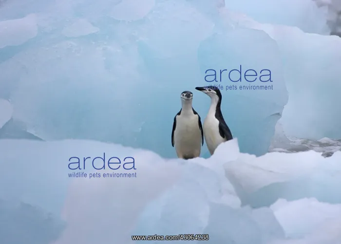 : Chinstrap Penguins (Pygoscelis antarcticus) : Chinstrap Penguins (Pygoscelis antarcticus)