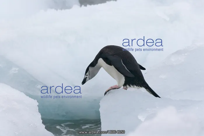 : Chinstrap Penguins (Pygoscelis antarcticus) : Chinstrap Penguins (Pygoscelis antarcticus)