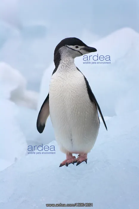 : Chinstrap Penguins (Pygoscelis antarcticus) : Chinstrap Penguins (Pygoscelis antarcticus)