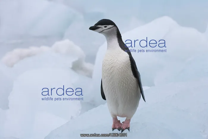 : Chinstrap Penguins (Pygoscelis antarcticus) : Chinstrap Penguins (Pygoscelis antarcticus)