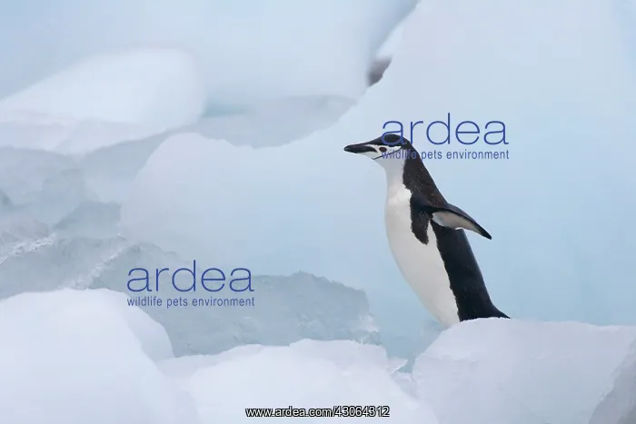 : Chinstrap Penguins (Pygoscelis antarcticus) : Chinstrap Penguins (Pygoscelis antarcticus)