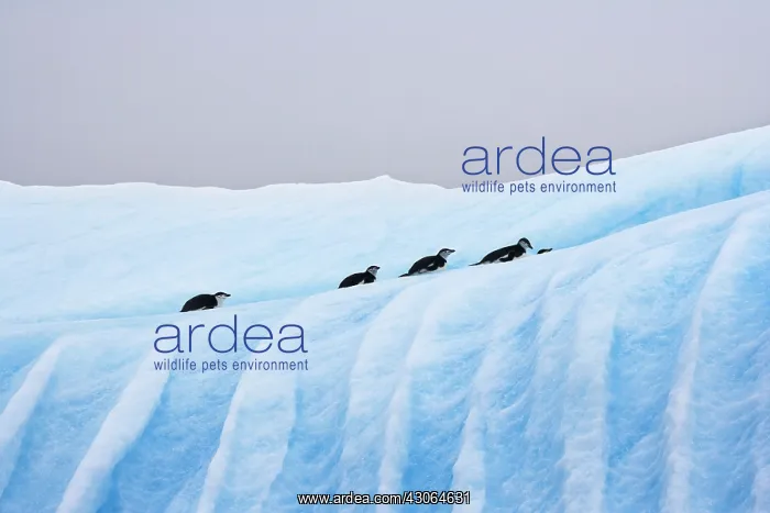 : Chinstrap Penguins (Pygoscelis antarcticus) : Chinstrap Penguins (Pygoscelis antarcticus)