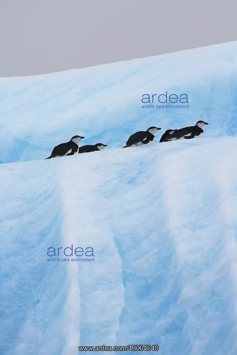 : Chinstrap Penguins (Pygoscelis antarcticus) : Chinstrap Penguins (Pygoscelis antarcticus)