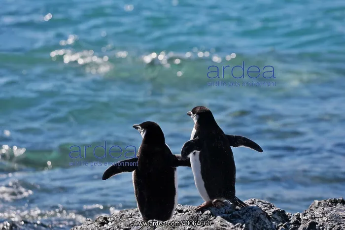 : Chinstrap Penguins (Pygoscelis antarcticus) : Chinstrap Penguins (Pygoscelis antarcticus)