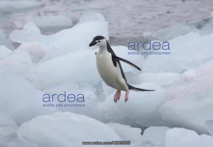 : Chinstrap Penguins (Pygoscelis antarcticus) : Chinstrap Penguins (Pygoscelis antarcticus)