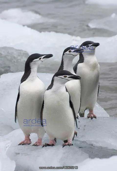 : Chinstrap Penguins (Pygoscelis antarcticus) : Chinstrap Penguins (Pygoscelis antarcticus)