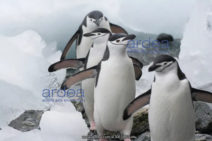 : Chinstrap Penguins (Pygoscelis antarcticus) : Chinstrap Penguins (Pygoscelis antarcticus)