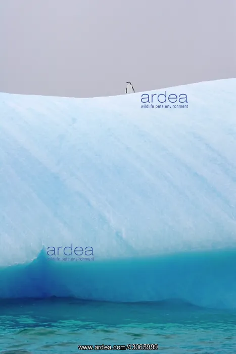 : Chinstrap Penguins (Pygoscelis antarcticus) : Chinstrap Penguins (Pygoscelis antarcticus)