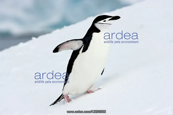 : Chinstrap Penguins (Pygoscelis antarcticus) : Chinstrap Penguins (Pygoscelis antarcticus)
