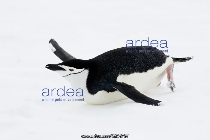 : Chinstrap Penguins (Pygoscelis antarcticus) : Chinstrap Penguins (Pygoscelis antarcticus)