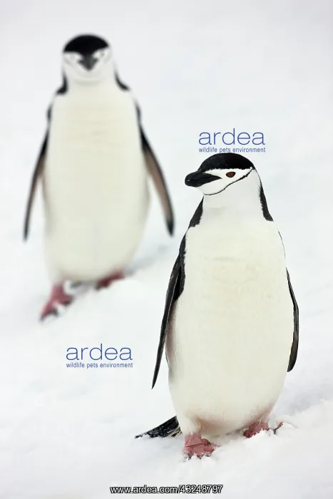 : Chinstrap Penguins (Pygoscelis antarcticus) : Chinstrap Penguins (Pygoscelis antarcticus)