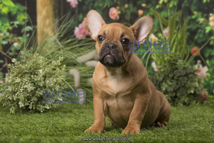 : Chiot bouledogue fran&, xc3;&, xa7;ais Chiot bouledogue : Chiot bouledogue fran&, xc3;&, xa7;ais Chiot bouledogue