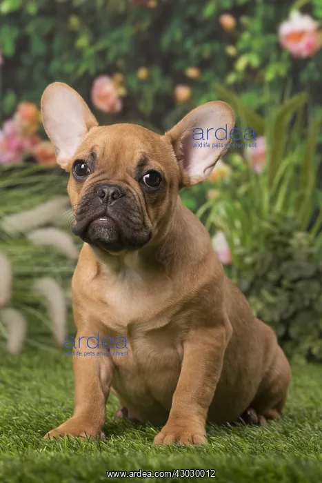 : Chiot bouledogue fran&, xc3;&, xa7;ais Chiot bouledogue : Chiot bouledogue fran&, xc3;&, xa7;ais Chiot bouledogue