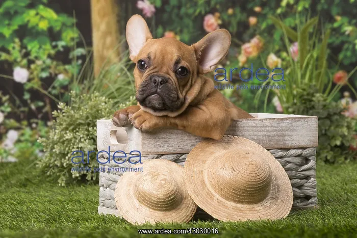 : Chiot bouledogue fran&, xc3;&, xa7;ais Chiot bouledogue : Chiot bouledogue fran&, xc3;&, xa7;ais Chiot bouledogue