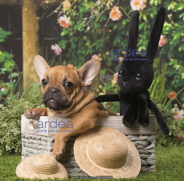 : Chiot bouledogue fran&, xc3;&, xa7;ais Chiot bouledogue : Chiot bouledogue fran&, xc3;&, xa7;ais Chiot bouledogue