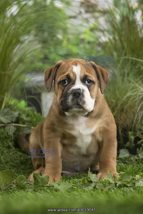  : Chiot Continental bulldog