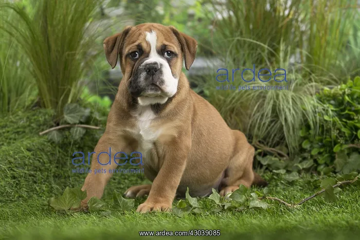  : Chiot Continental bulldog
