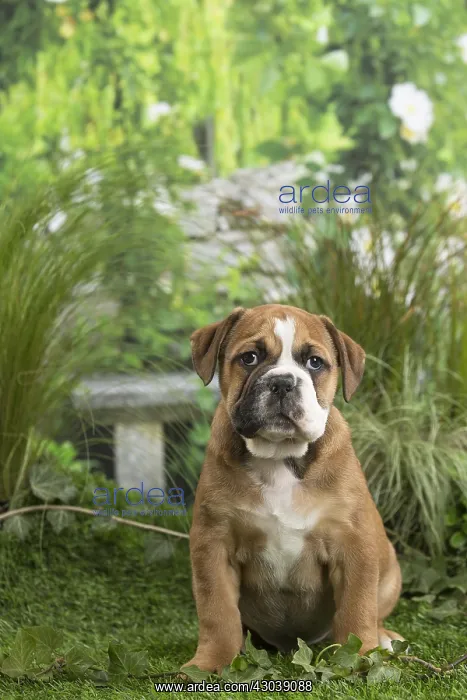  : Chiot Continental bulldog