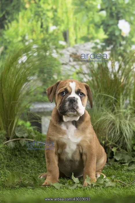  : Chiot Continental bulldog