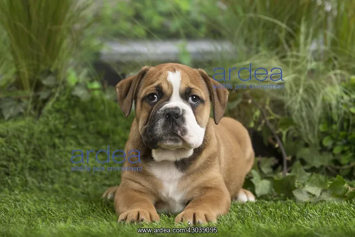  : Chiot Continental bulldog