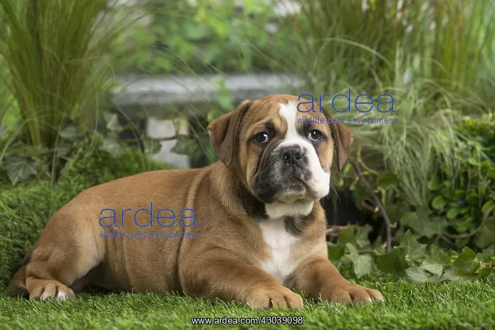  : Chiot Continental bulldog