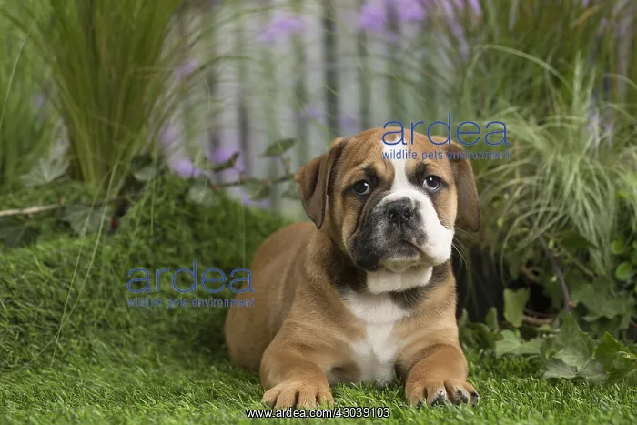  : Chiot Continental bulldog