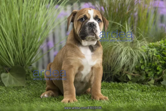  : Chiot Continental bulldog