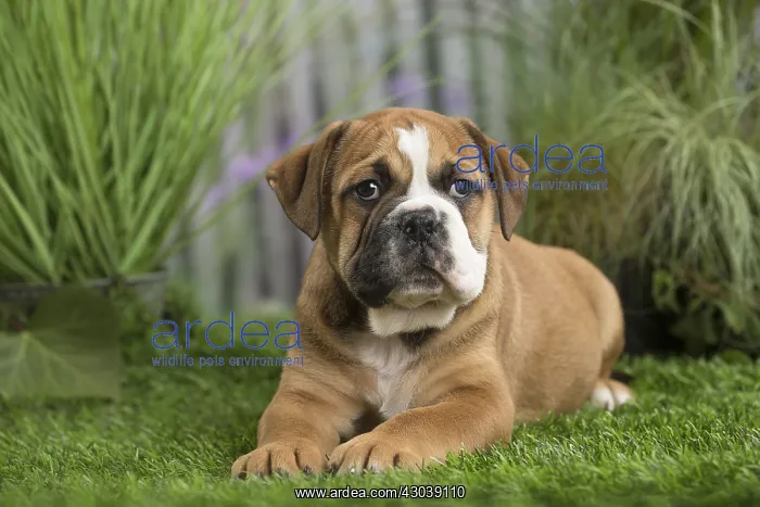  : Chiot Continental bulldog