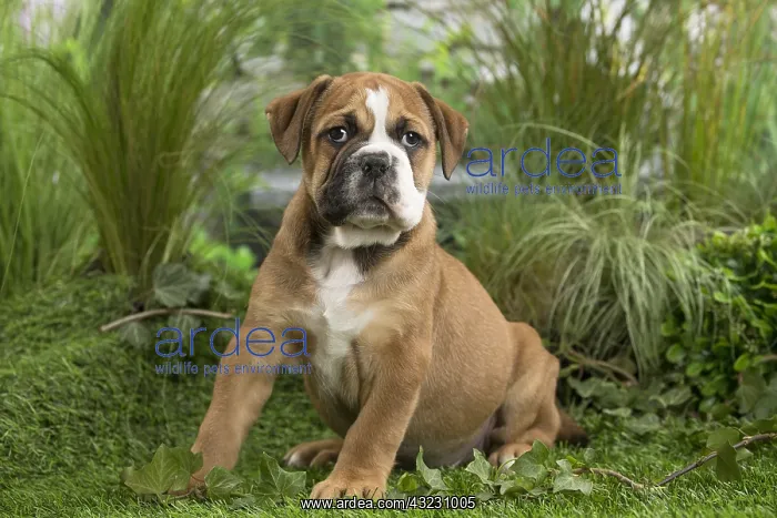  : Chiot Continental bulldog
