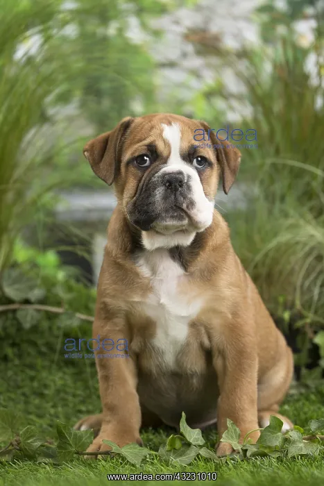  : Chiot Continental bulldog