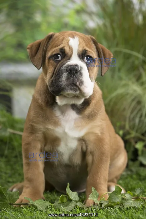  : Chiot Continental bulldog