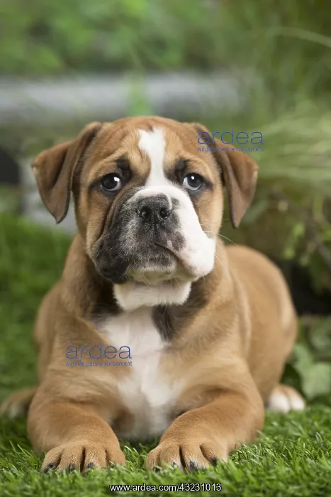  : Chiot Continental bulldog