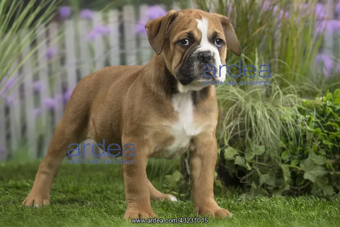  : Chiot Continental bulldog