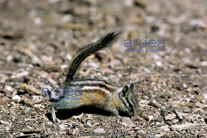  : Least Chipmunk
