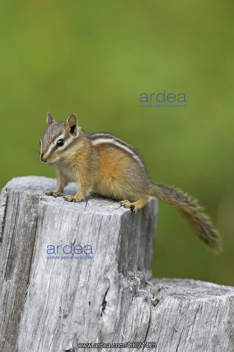  : Least Chipmunk adult