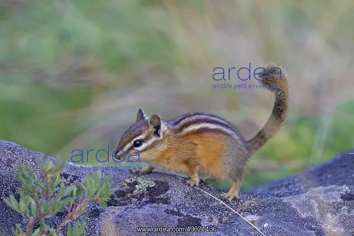  : Least Chipmunk adult