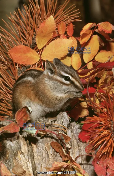 : LEAST CHIPMUNK - among leaves : LEAST CHIPMUNK - among leaves