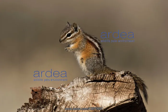 : Chipmunk (Neotamias sp.). Near Panguitch, Utah : Chipmunk (Neotamias sp.). Near Panguitch, Utah