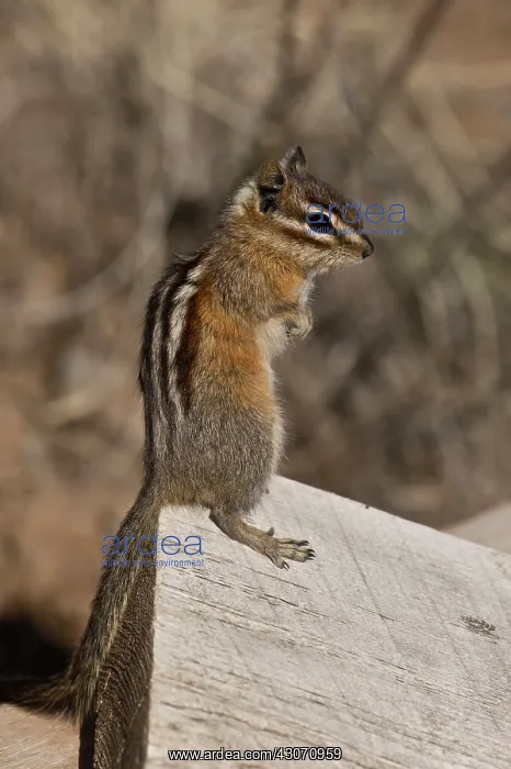 : Chipmunk (Neotamias sp.). Near Panguitch, Utah : Chipmunk (Neotamias sp.). Near Panguitch, Utah