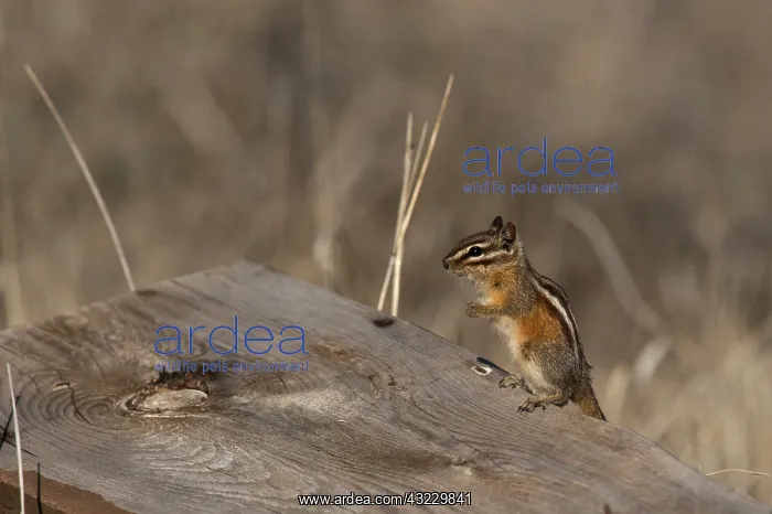 : Chipmunk (Neotamias sp.). Near Panguitch, Utah : Chipmunk (Neotamias sp.). Near Panguitch, Utah