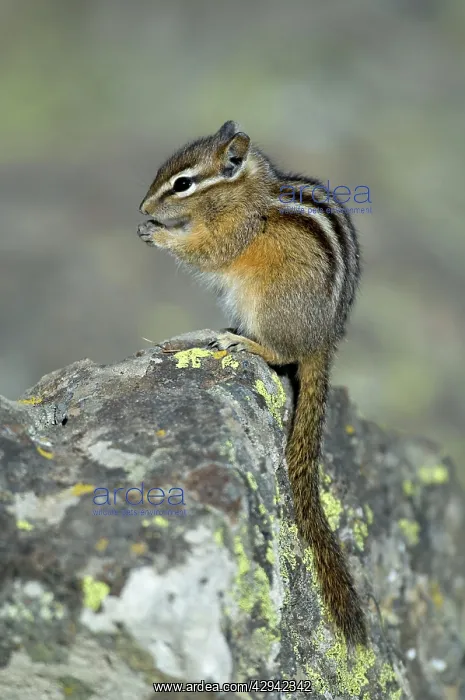 : Least Chipmunk - Portrait, sitting on rock eating : Least Chipmunk - Portrait, sitting on rock eating