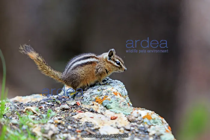 : Least Chipmunk - on rocks - Lower Falls Yellowstone : Least Chipmunk - on rocks - Lower Falls Yellowstone