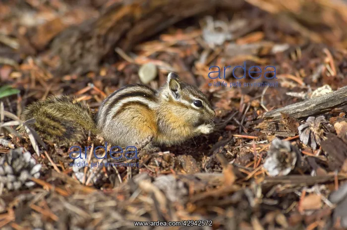  : Least Chipmunk - Sitting up eating seed