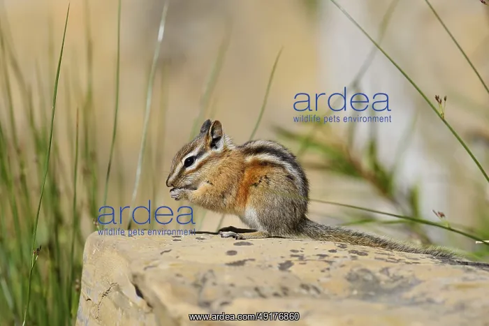 : Least chipmunk (Tamias minimus) sitting on a rock and eating : Least chipmunk (Tamias minimus) sitting on a rock and eating