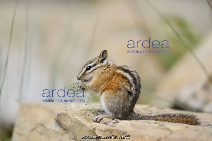 : Least chipmunk (Tamias minimus) sitting on a rock eating : Least chipmunk (Tamias minimus) sitting on a rock eating