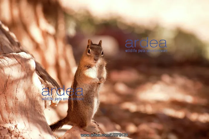 : Chipmunk (Tamias sp.), Bryce Canyon National Park : Chipmunk (Tamias sp.), Bryce Canyon National Park