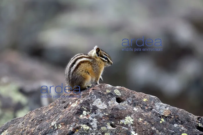 : Least Chipmunk - Side view sitting on rock : Least Chipmunk - Side view sitting on rock