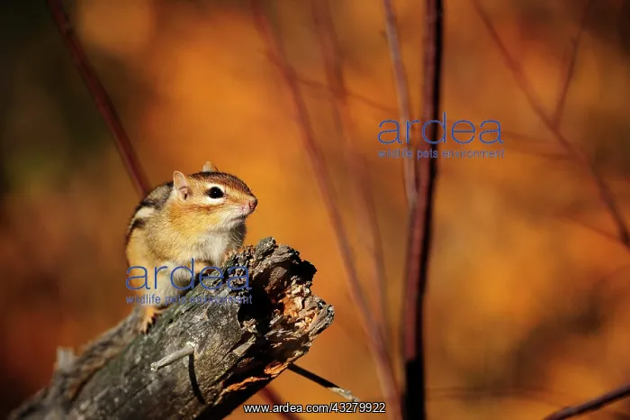 : Chipmunks (Tamias striatus) sitting on a branch : Chipmunks (Tamias striatus) sitting on a branch