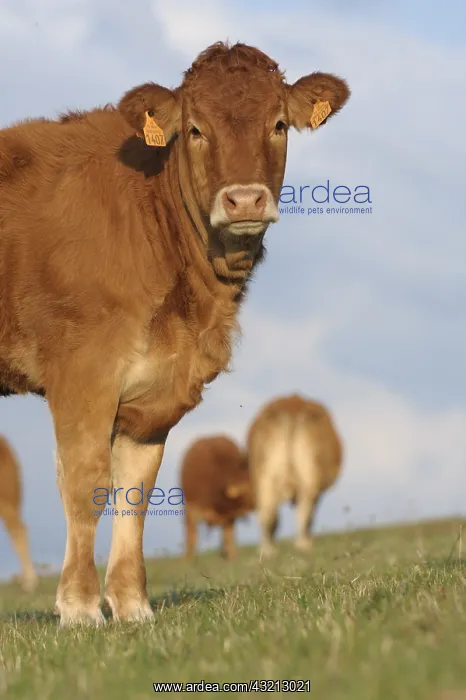 : Chipped Limousine Heifer and calf suckling its mother France : Chipped Limousine Heifer and calf suckling its mother France